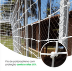 PAR DE REDE SOCIETY DALEBOL SEDA